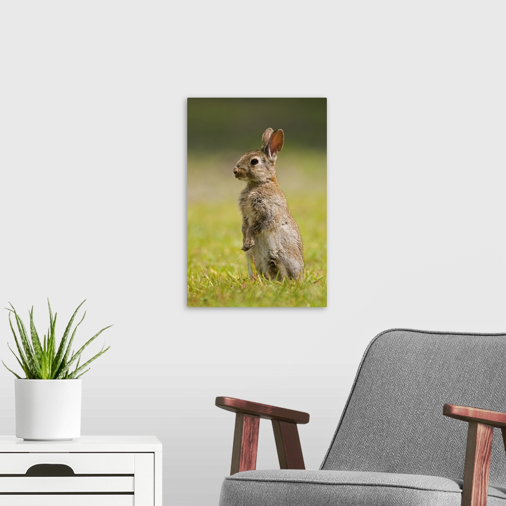 A modern room featuring European Rabbit (Oryctolagus cuniculus) juvenile standing upright, Veenklooster, Friesland, Nethe...