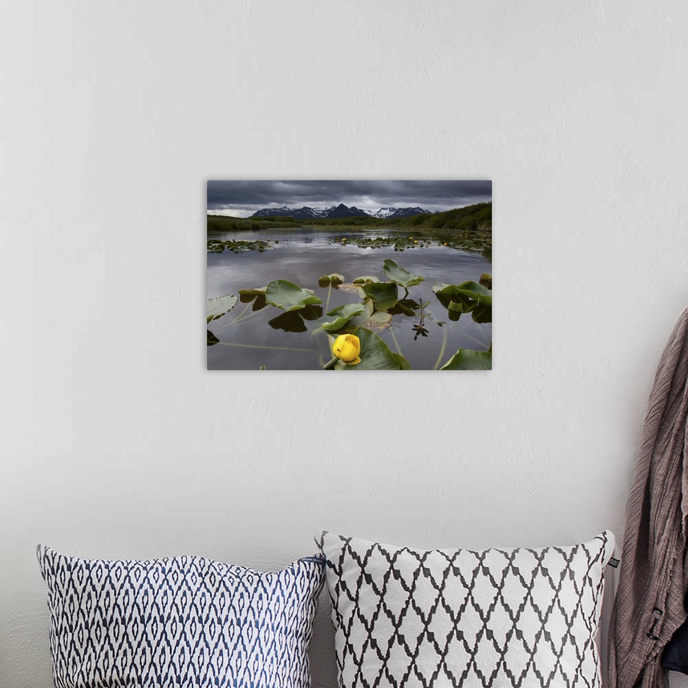 A bohemian room featuring Yellow Pond Lily (Nuphar lutea), Katmai NP, Alaska