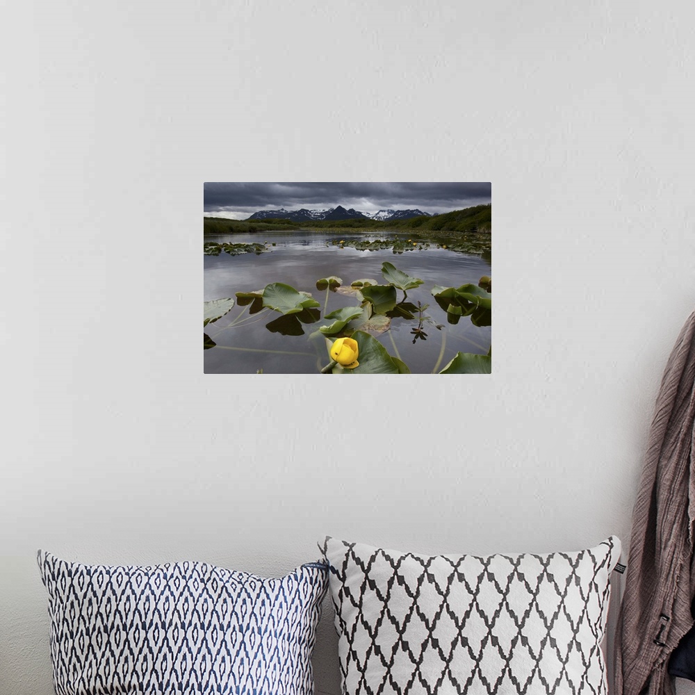A bohemian room featuring Yellow Pond Lily (Nuphar lutea), Katmai NP, Alaska