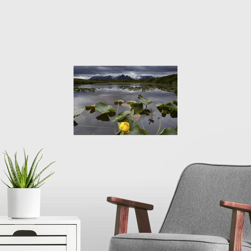 A modern room featuring Yellow Pond Lily (Nuphar lutea), Katmai NP, Alaska