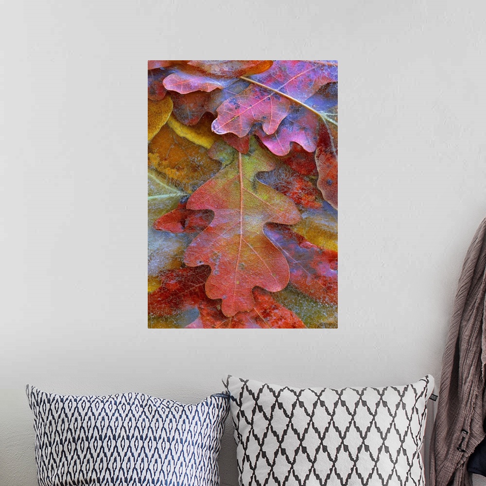 A bohemian room featuring Fallen autumn colored Oak leaves frozen on the ground