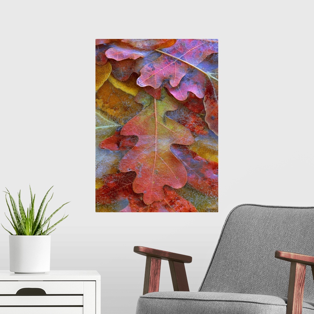 A modern room featuring Fallen autumn colored Oak leaves frozen on the ground