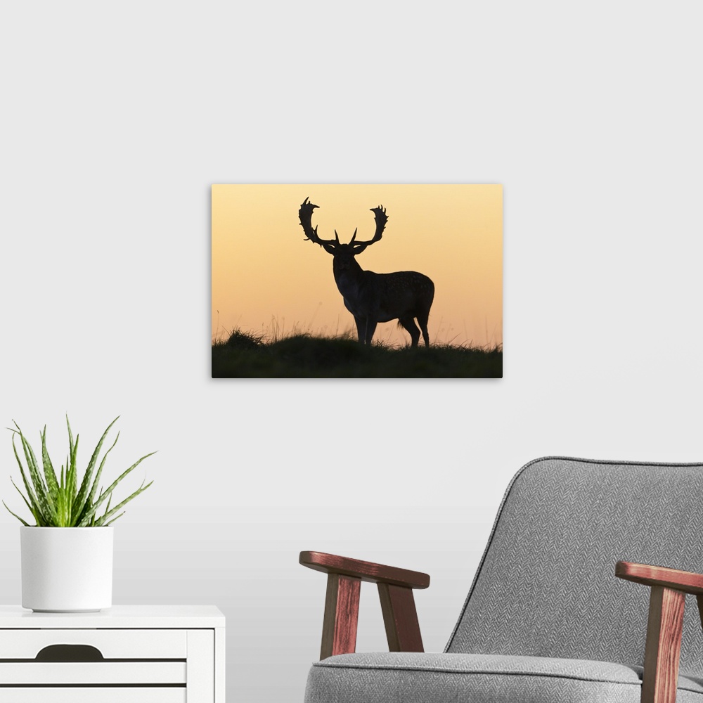 A modern room featuring Fallow Deer (Dama dama) silhouette of Buck against evening sky, during the rut in autumn, Denmark