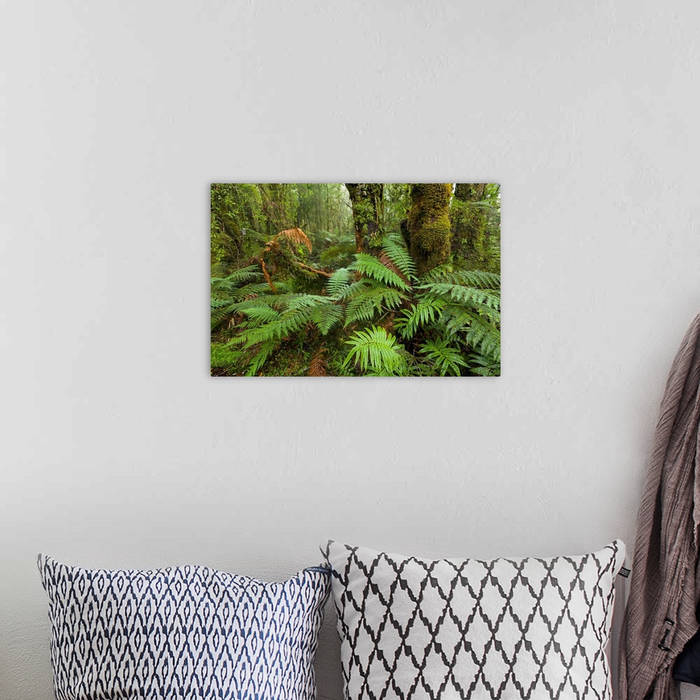 A bohemian room featuring Ferns in Rainforest Westland National Park