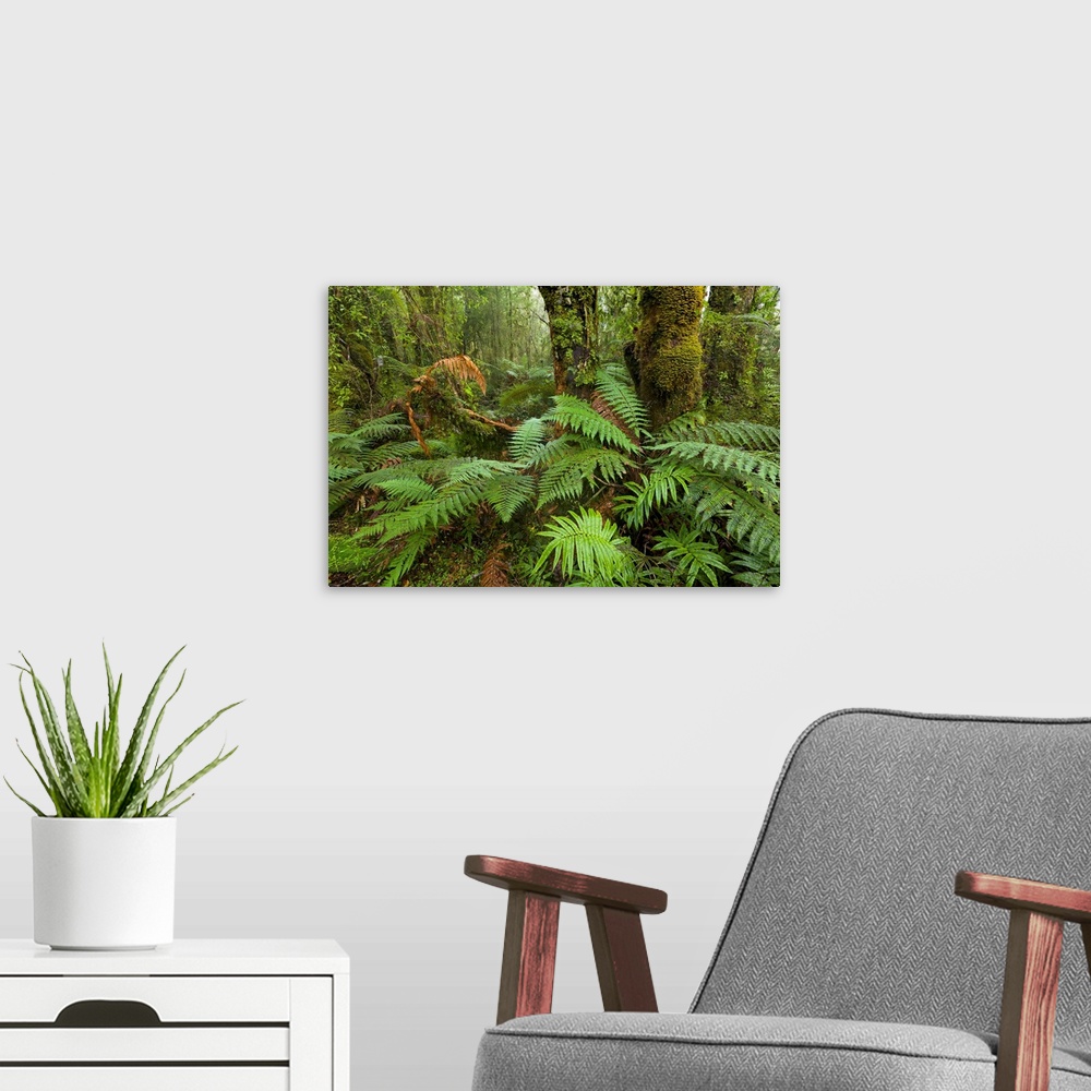 A modern room featuring Ferns in Rainforest Westland National Park