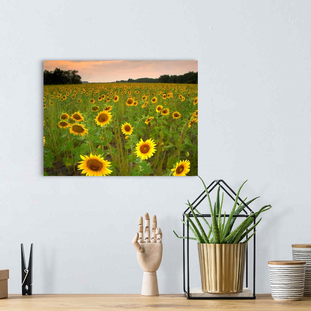 A bohemian room featuring Field of sunflowers, Flint Hills National Wildlife Refuge, Kansas