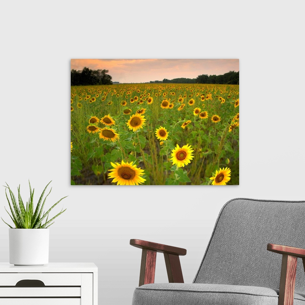 A modern room featuring Field of sunflowers, Flint Hills National Wildlife Refuge, Kansas