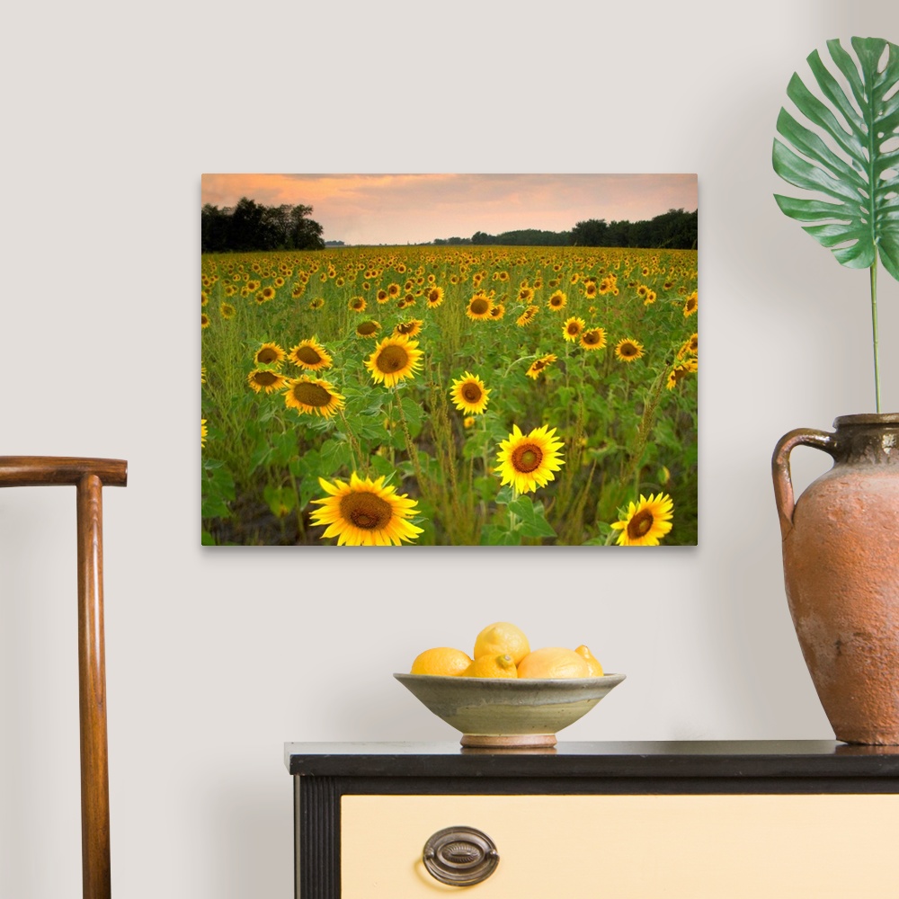 A traditional room featuring Field of sunflowers, Flint Hills National Wildlife Refuge, Kansas