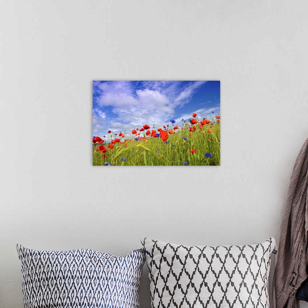 A bohemian room featuring View from a meadow of wildflowers and wild grasses looking up to a cloudy sky on a sunny day.