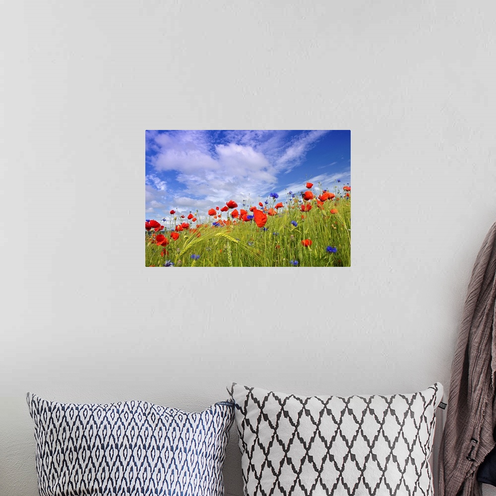 A bohemian room featuring View from a meadow of wildflowers and wild grasses looking up to a cloudy sky on a sunny day.
