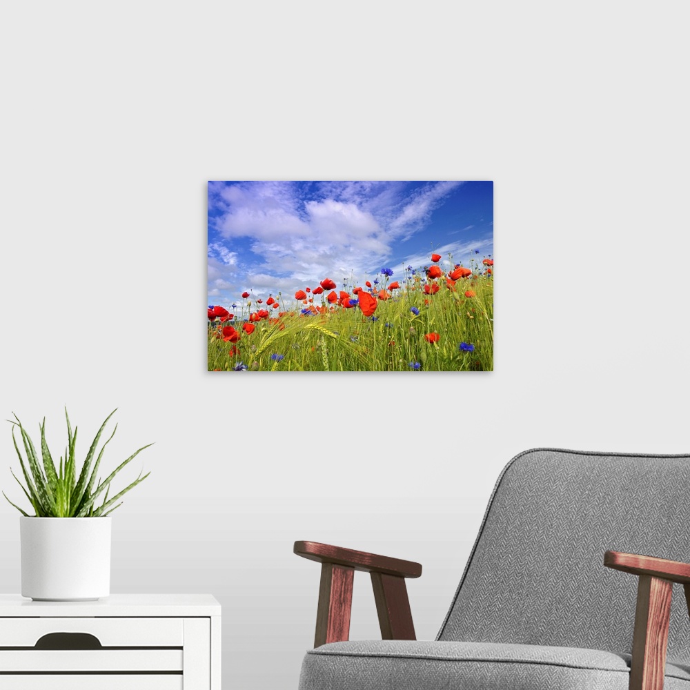 A modern room featuring View from a meadow of wildflowers and wild grasses looking up to a cloudy sky on a sunny day.