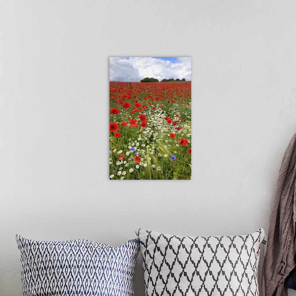 A bohemian room featuring Field with flowering Red Poppies (Papaver rhoeas) and other wildflowers