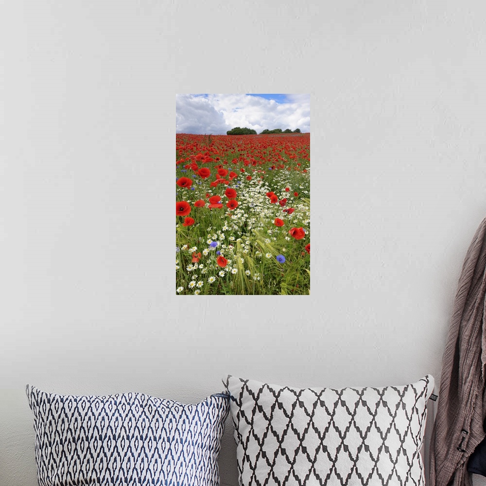 A bohemian room featuring Field with flowering Red Poppies (Papaver rhoeas) and other wildflowers