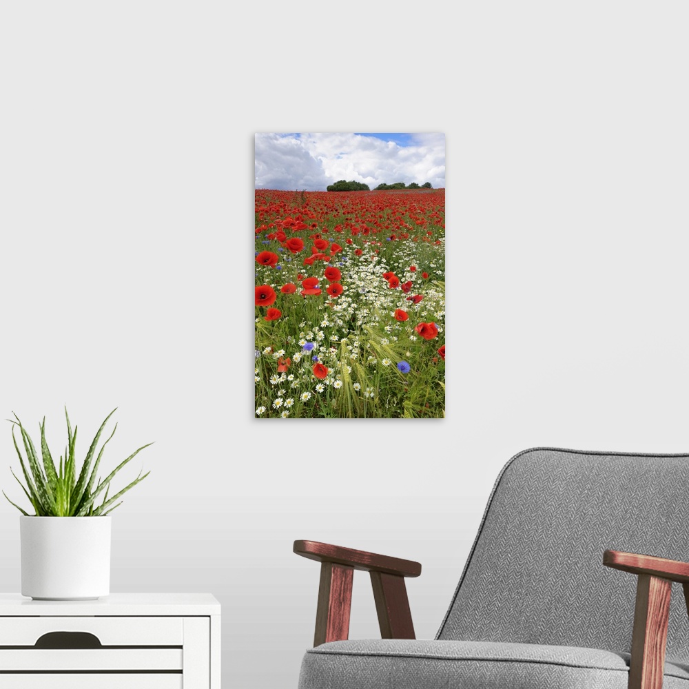 A modern room featuring Field with flowering Red Poppies (Papaver rhoeas) and other wildflowers