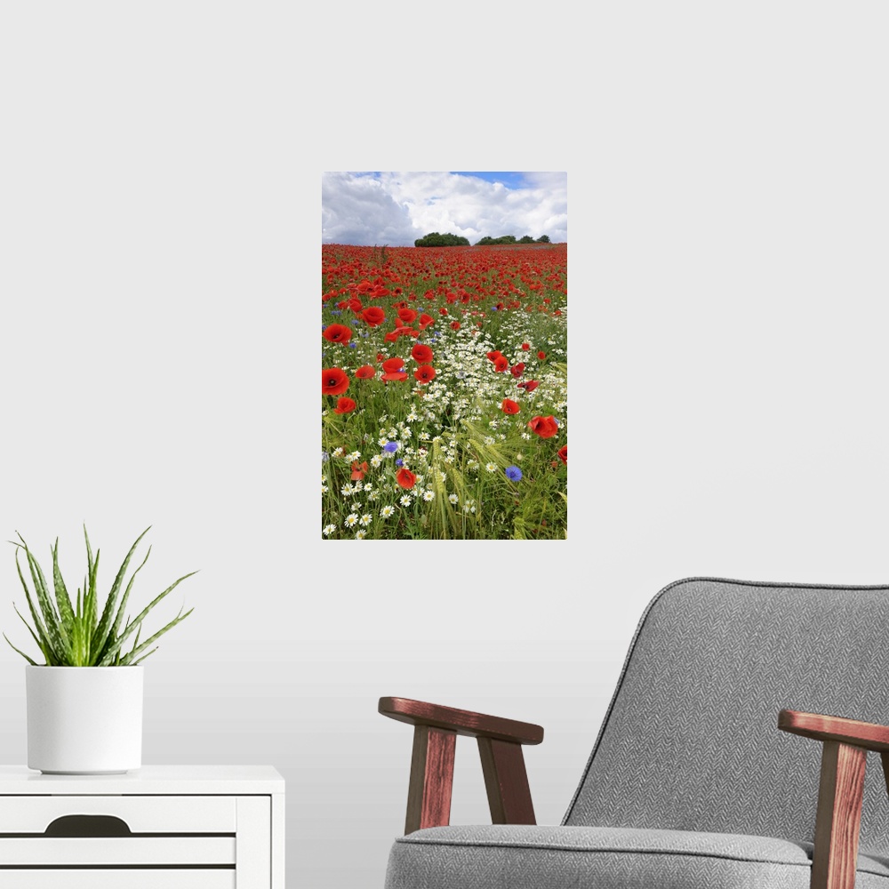A modern room featuring Field with flowering Red Poppies (Papaver rhoeas) and other wildflowers