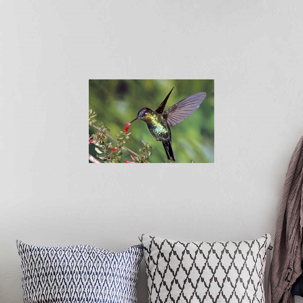 A bohemian room featuring Fiery-throated Hummingbird (Panterpe insignis) hummingbird feeding at Ladies Eardrops (Fuchsia mi...