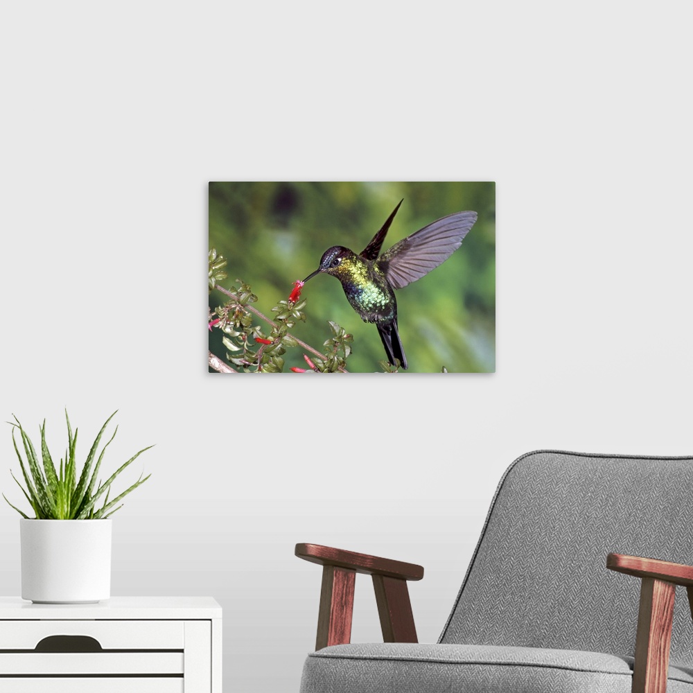 A modern room featuring Fiery-throated Hummingbird (Panterpe insignis) hummingbird feeding at Ladies Eardrops (Fuchsia mi...