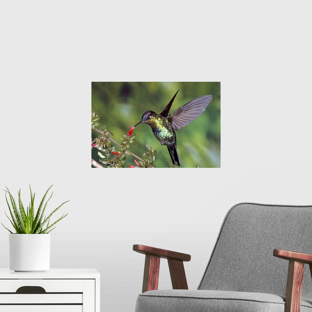A modern room featuring Fiery-throated Hummingbird (Panterpe insignis) hummingbird feeding at Ladies Eardrops (Fuchsia mi...