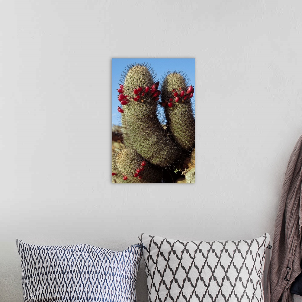 A bohemian room featuring Fishhook Cactus (Mammillaria sp) blooming, Sea of Cortez, Baja California, Mexico