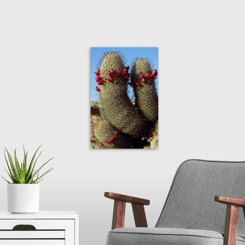A modern room featuring Fishhook Cactus (Mammillaria sp) blooming, Sea of Cortez, Baja California, Mexico