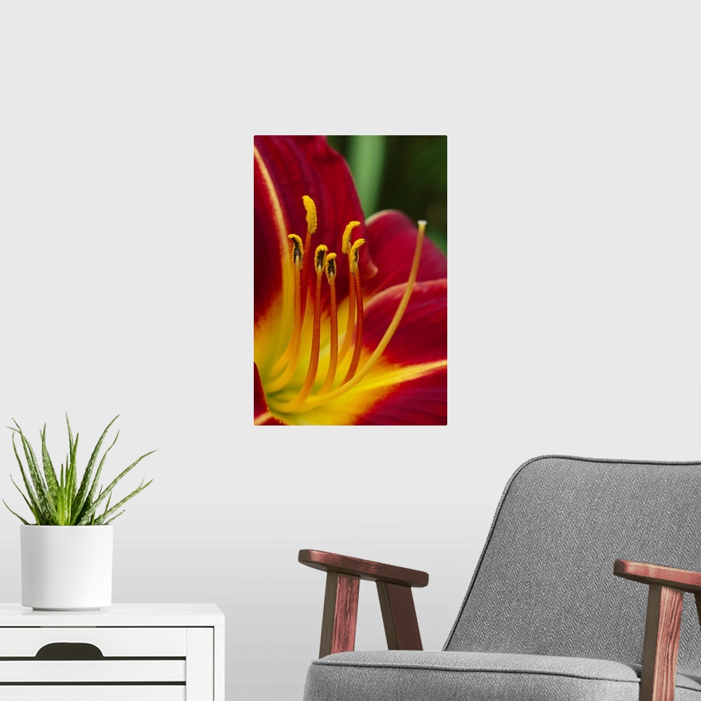 A modern room featuring Flower (Hippeatrum sp) close up showing pistil and stamens, New Zealand