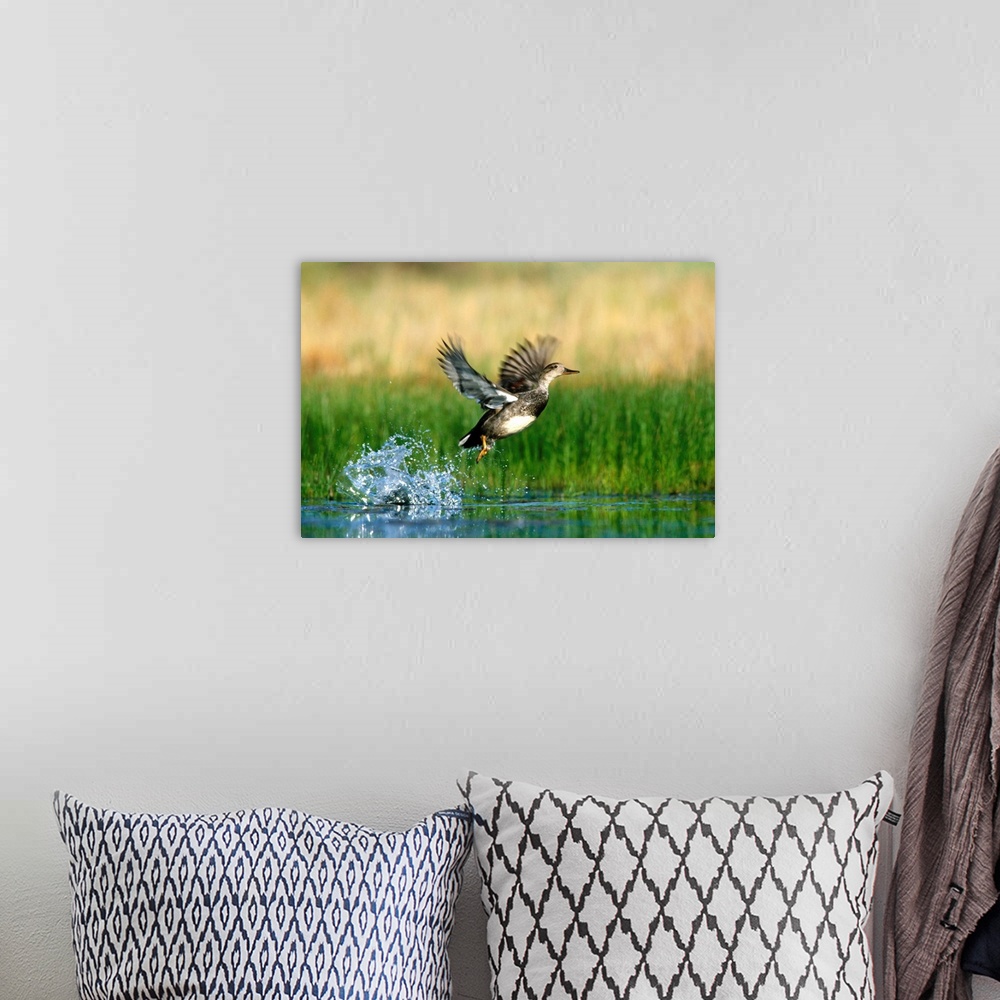 A bohemian room featuring Gadwall (Anas strepera) duck taking flight from water, New Mexico