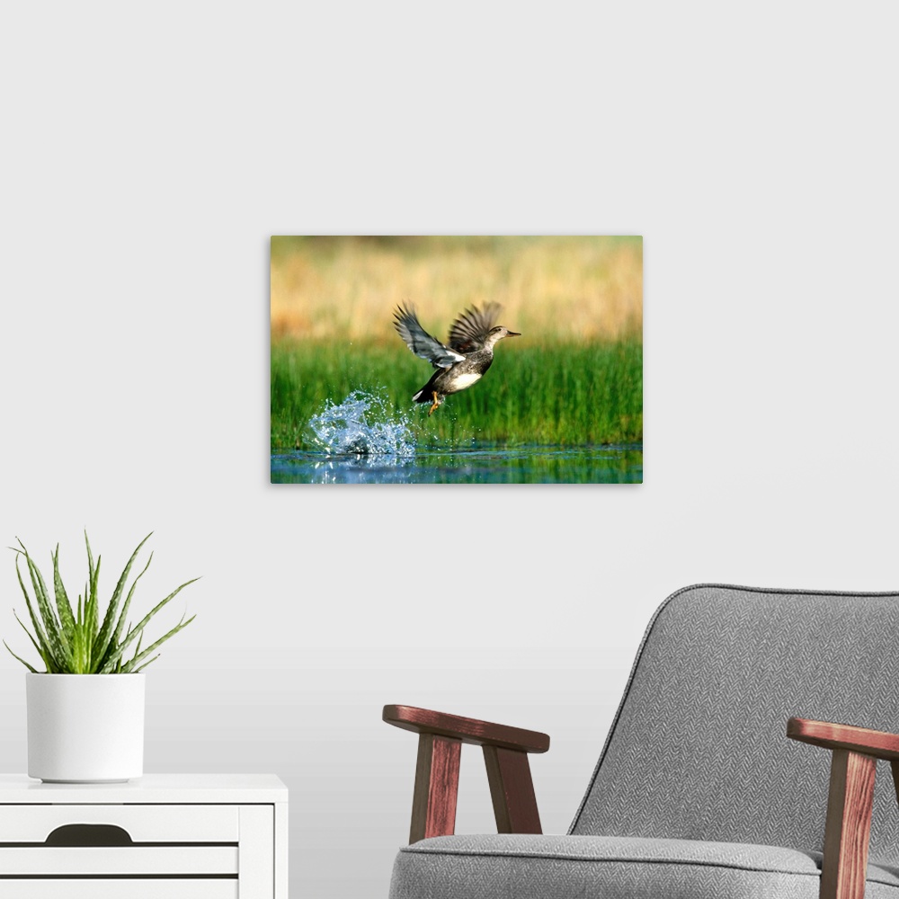 A modern room featuring Gadwall (Anas strepera) duck taking flight from water, New Mexico