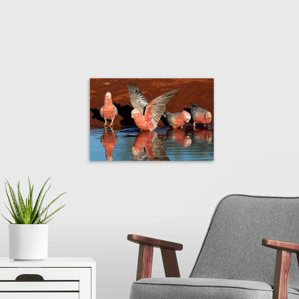 A modern room featuring Galah (Eolophus roseicapilla) group drinking at waterhole, Pilbara, Western Australia, Australia.