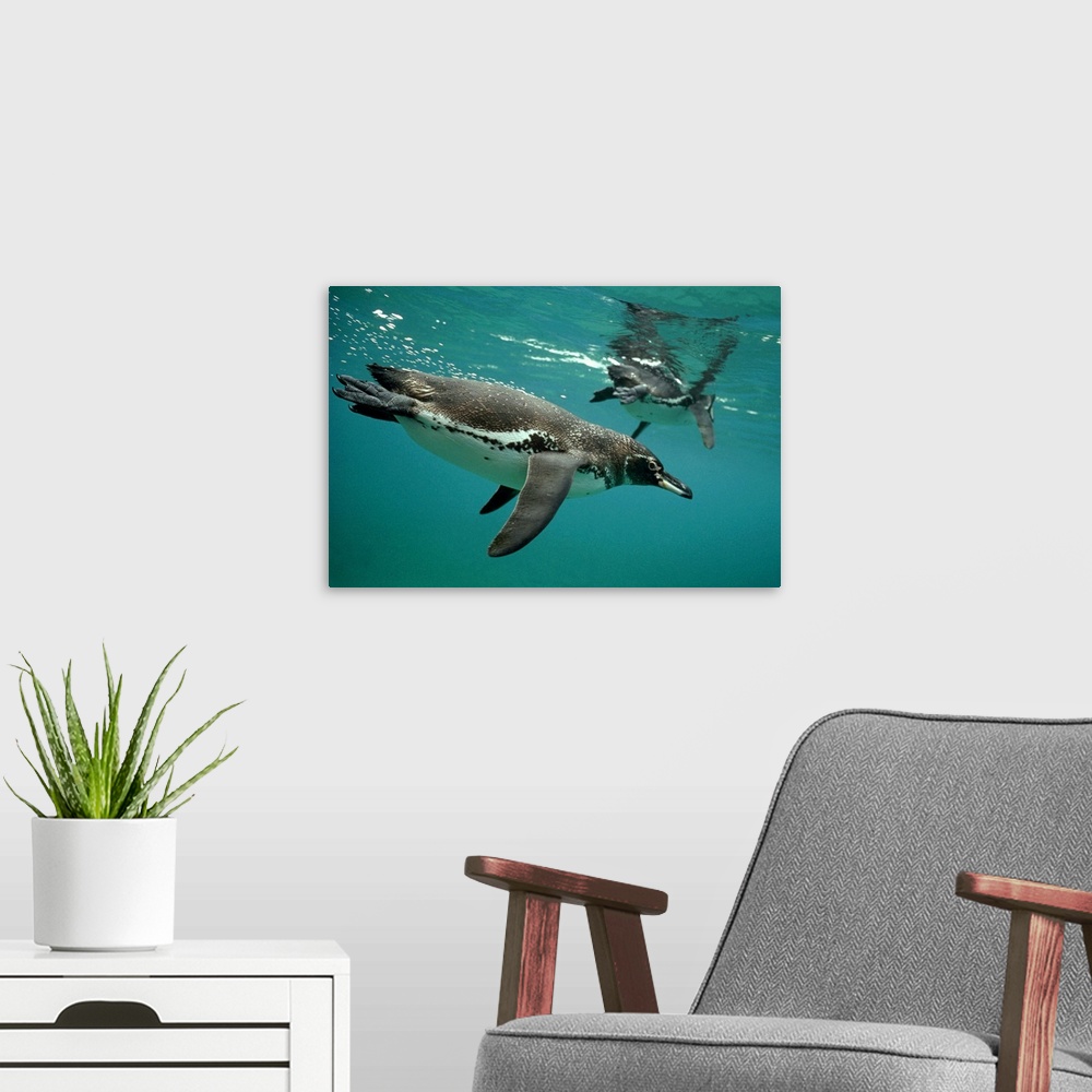 A modern room featuring Galapagos Penguin (Spheniscus mendiculus) pair diving in typical coastal feeding areas, Bartolome...