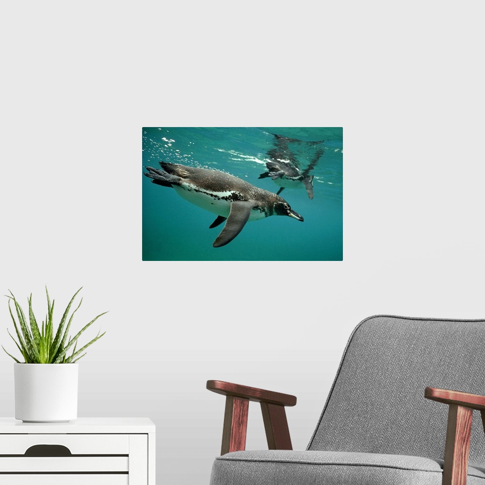 A modern room featuring Galapagos Penguin (Spheniscus mendiculus) pair diving in typical coastal feeding areas, Bartolome...