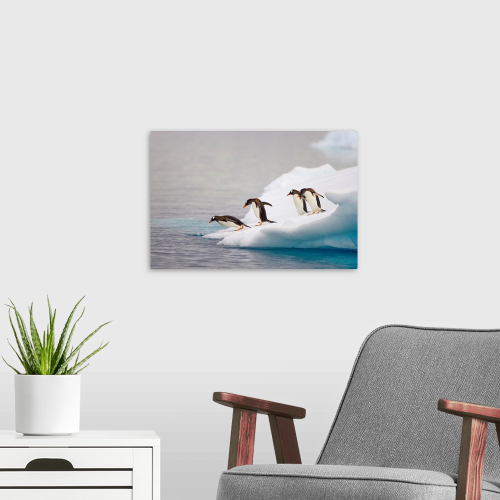 A modern room featuring Gentoo Penguin Diving From Iceberg