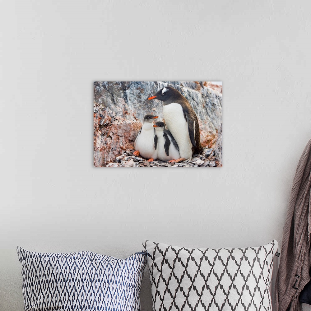 A bohemian room featuring Gentoo Penguin Family Booth Island Antarctica