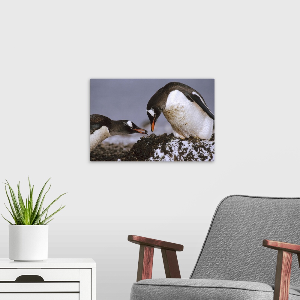 A modern room featuring Gentoo Penguin (Pygoscelis papua) nesting adults rebuild pebble nest, Aitcho Island, South Shetla...