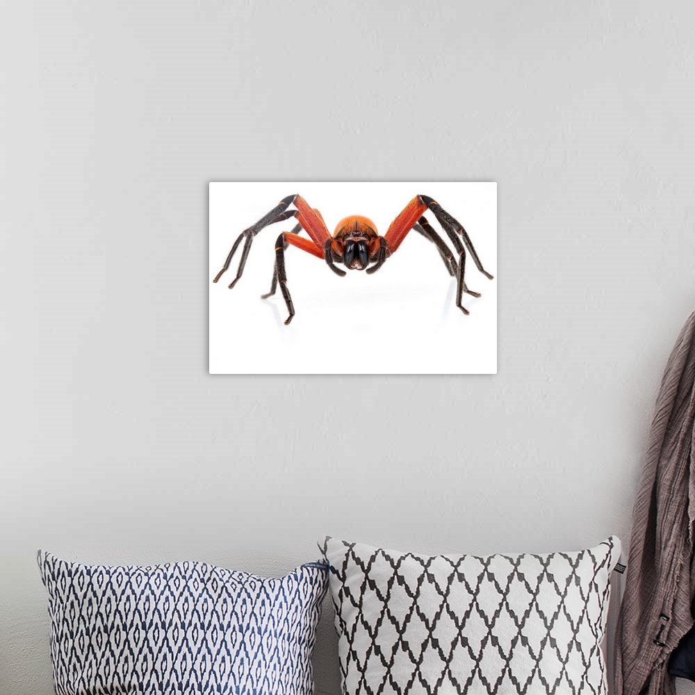 A bohemian room featuring Huntsman spider (Sparassidae) from Suriname.