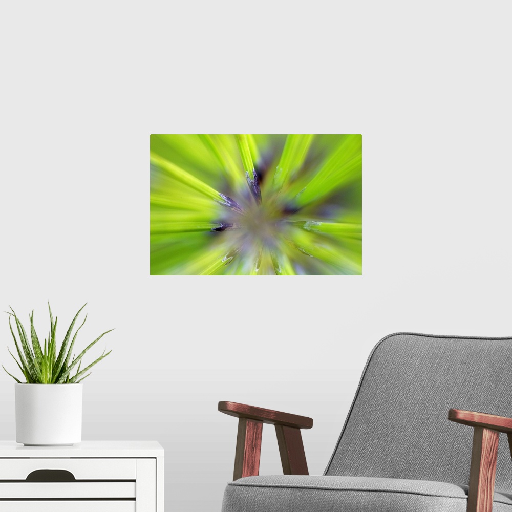 A modern room featuring An extreme macro photograph showing the detail of a spikey looking fern.