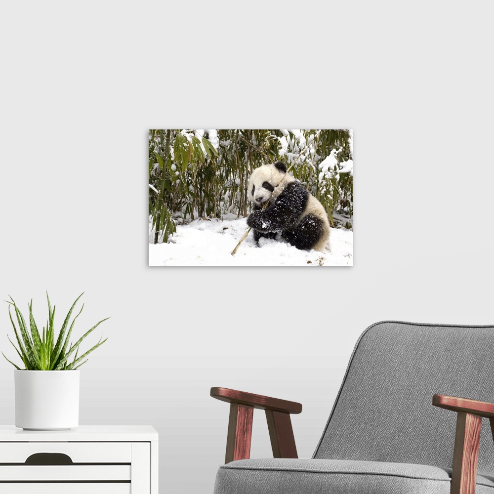A modern room featuring Giant Panda (Ailuropoda melanoleuca) cub eating bamboo, Wolong Nature Reserve, China