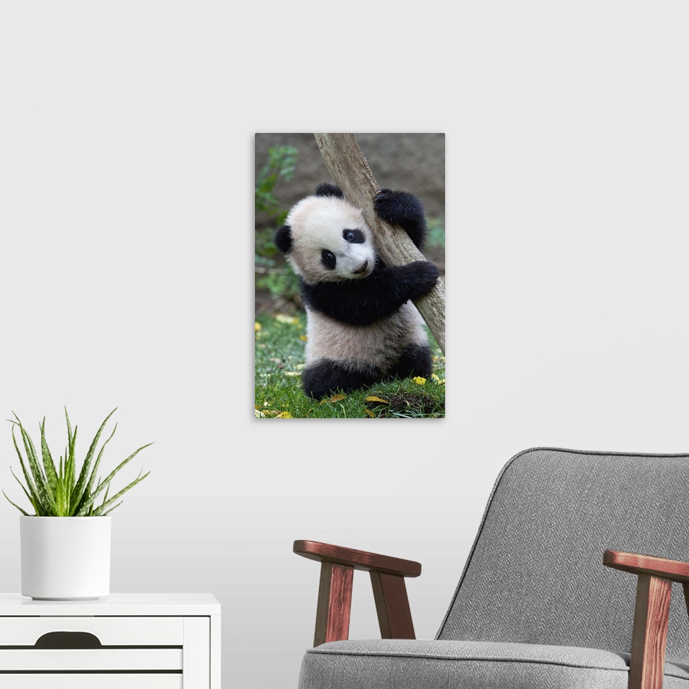 A modern room featuring Giant Panda (Ailuropoda melanoleuca) cub, native to China