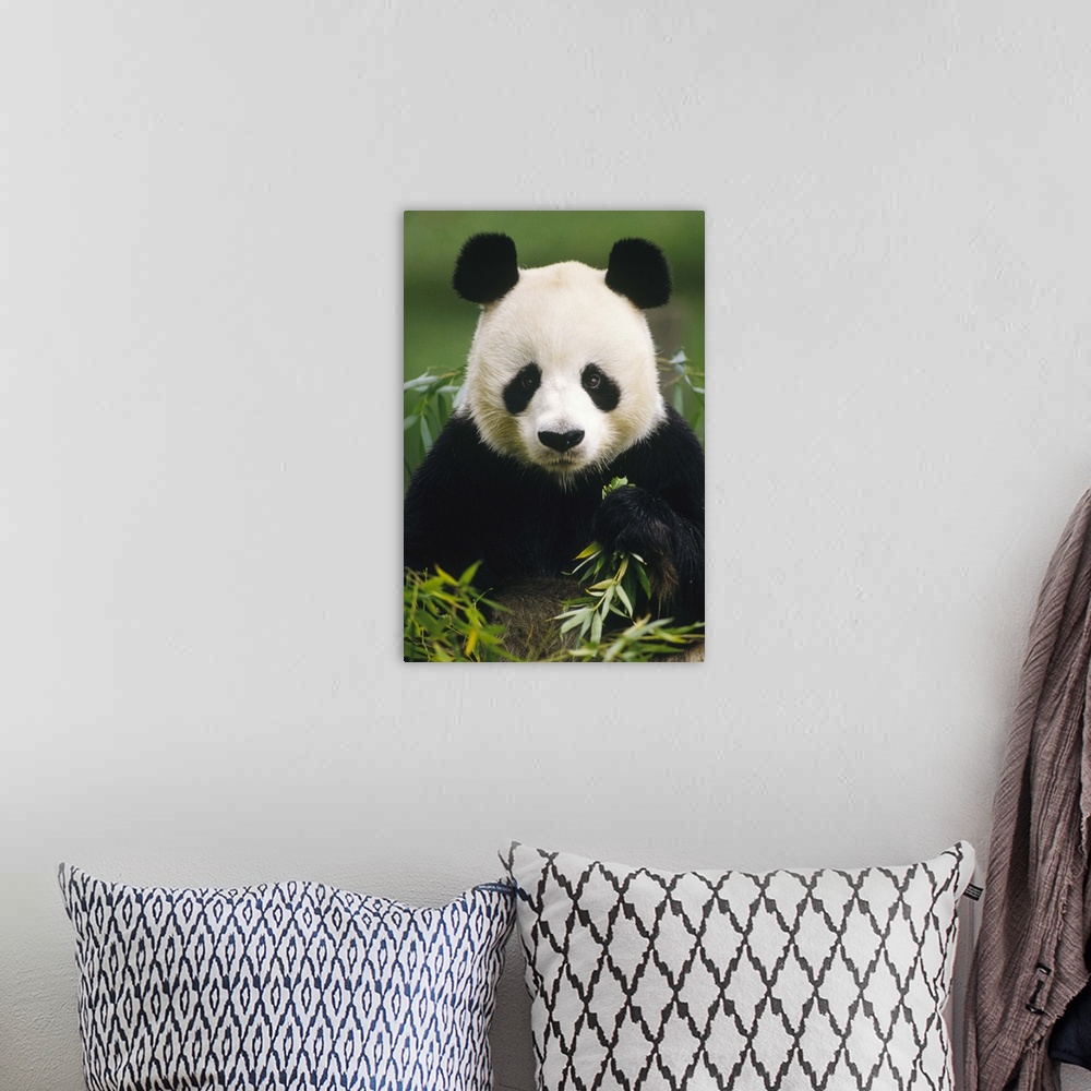 A bohemian room featuring Giant Panda (Ailuropoda melanoleuca) eating bamboo, China