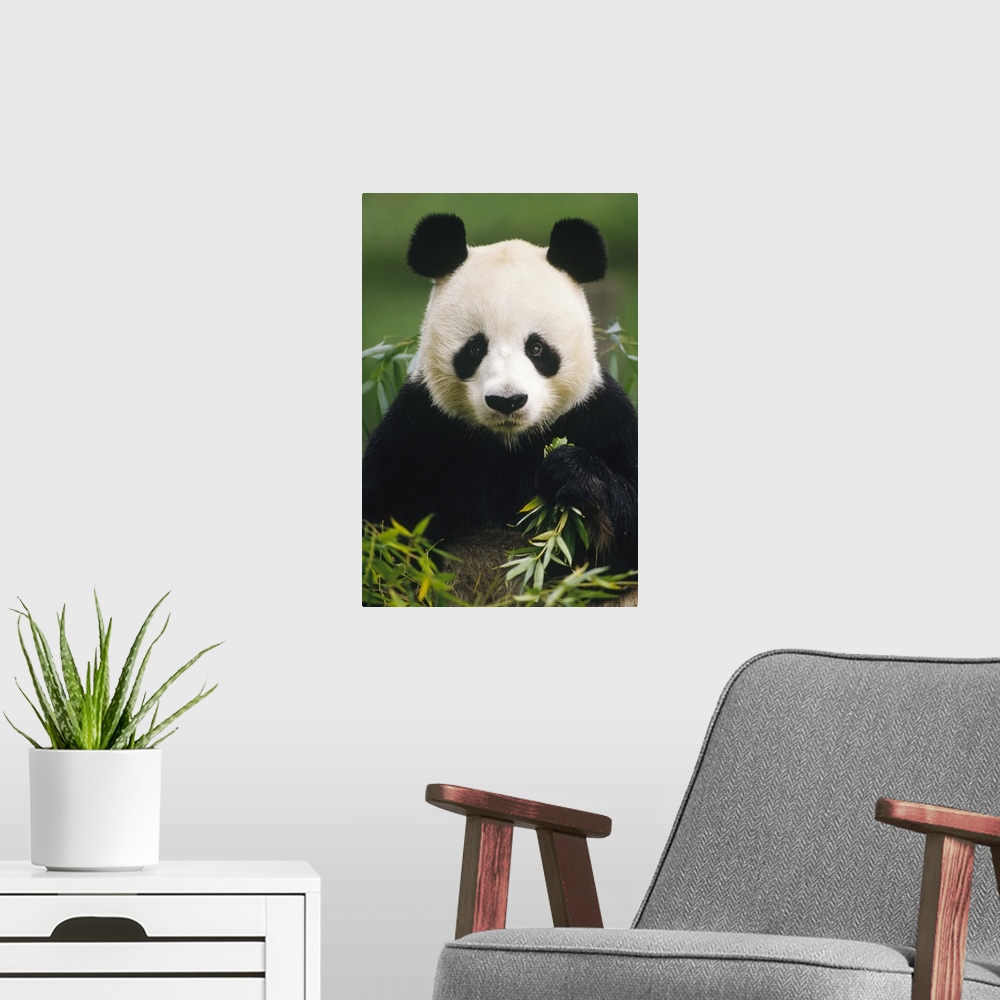 A modern room featuring Giant Panda (Ailuropoda melanoleuca) eating bamboo, China