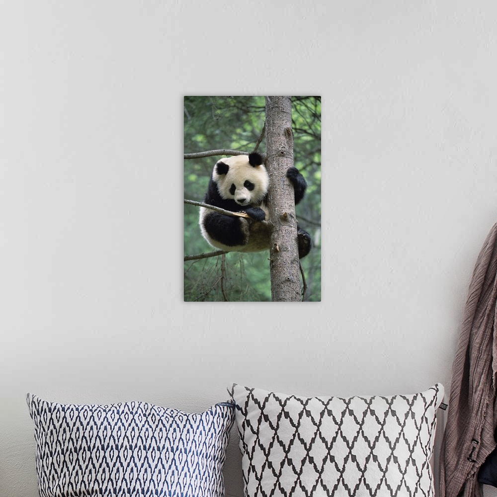 A bohemian room featuring Giant Panda (Ailuropoda melanoleuca) in tree