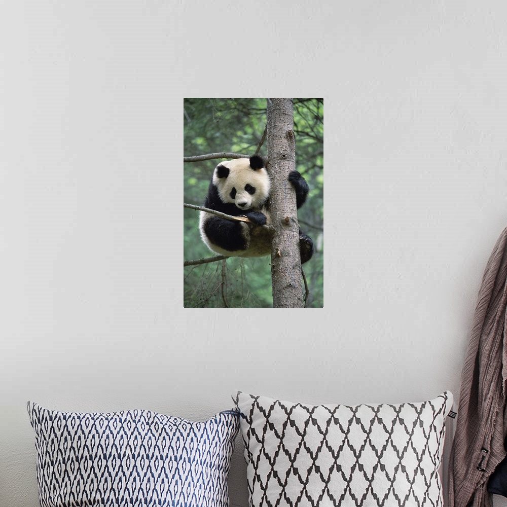 A bohemian room featuring Giant Panda (Ailuropoda melanoleuca) in tree