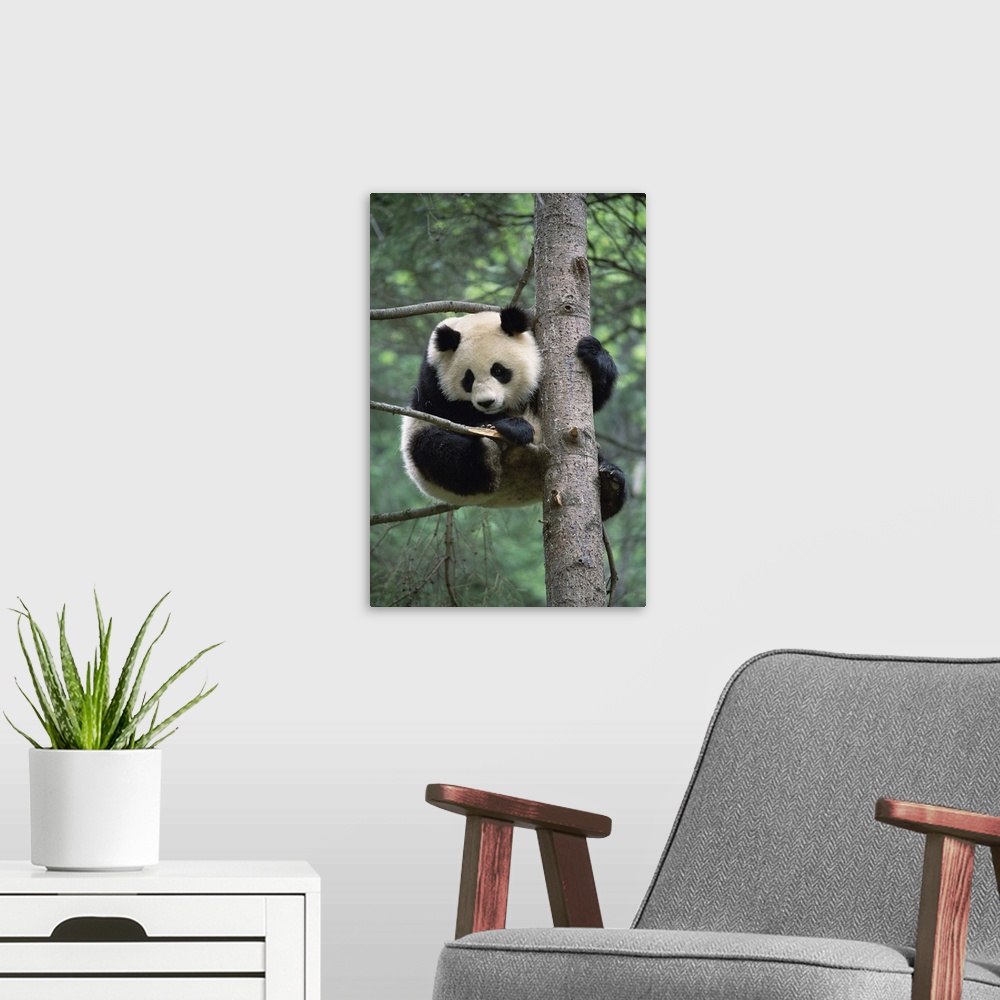 A modern room featuring Giant Panda (Ailuropoda melanoleuca) in tree