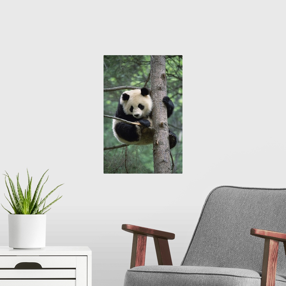 A modern room featuring Giant Panda (Ailuropoda melanoleuca) in tree