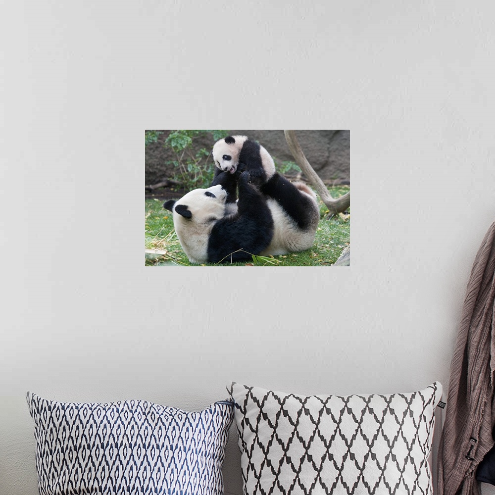 A bohemian room featuring Giant Panda (Ailuropoda melanoleuca) mother and cub playing, native to China