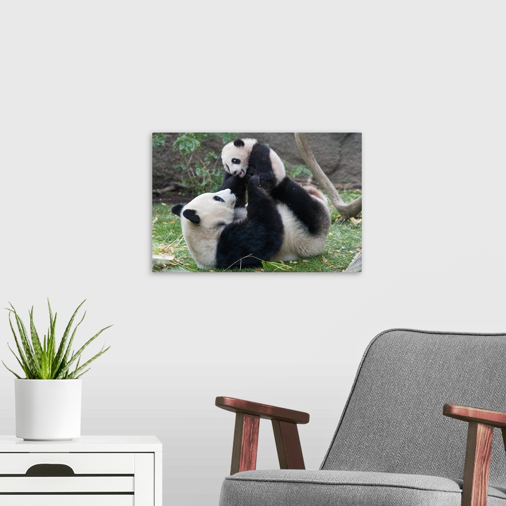 A modern room featuring Giant Panda (Ailuropoda melanoleuca) mother and cub playing, native to China