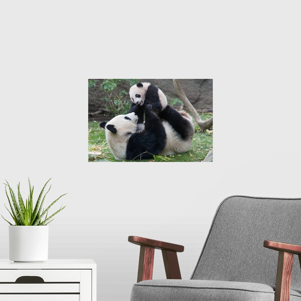 A modern room featuring Giant Panda (Ailuropoda melanoleuca) mother and cub playing, native to China