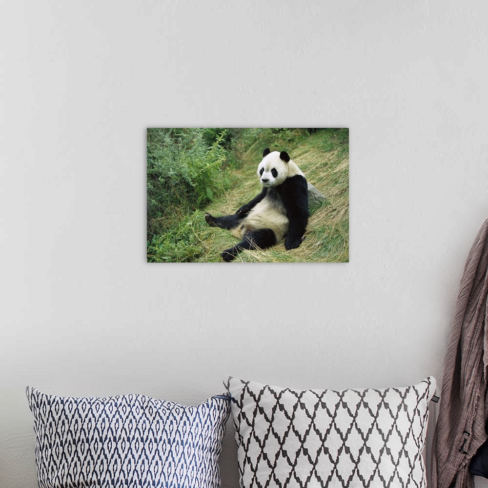 A bohemian room featuring Giant Panda (Ailuropoda melanoleuca) sitting on ground, China