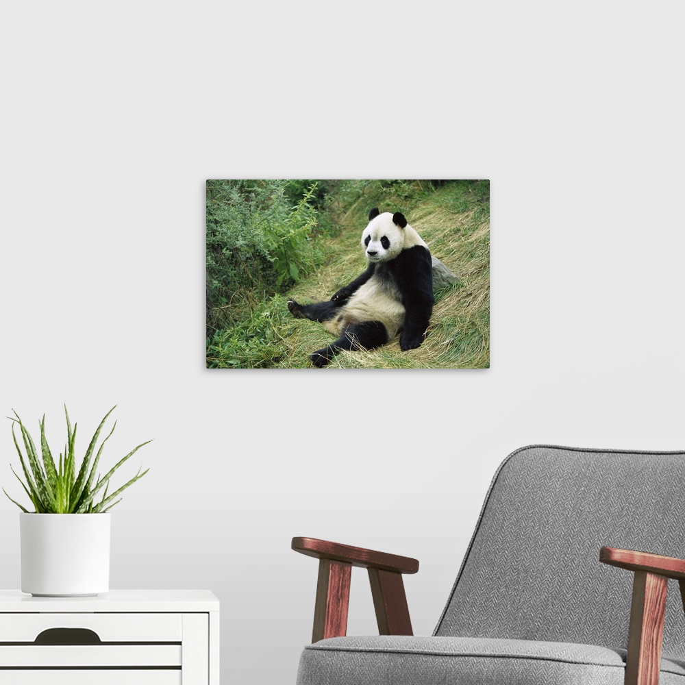A modern room featuring Giant Panda (Ailuropoda melanoleuca) sitting on ground, China