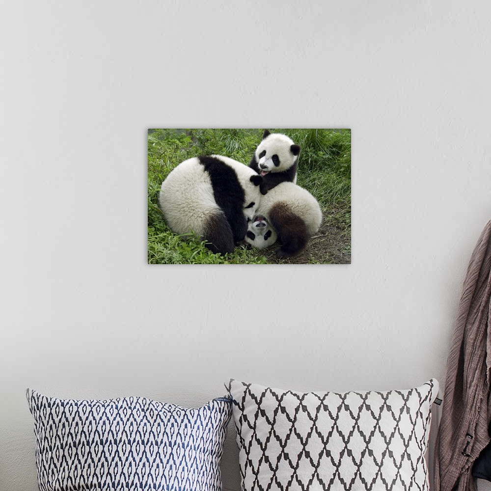 A bohemian room featuring Giant Panda (Ailuropoda melanoleuca) three young Pandas playing, China