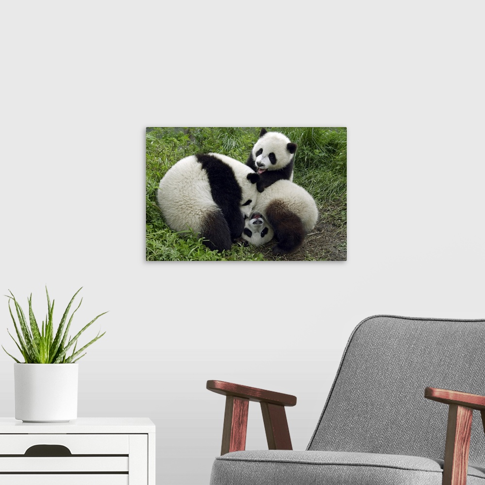 A modern room featuring Giant Panda (Ailuropoda melanoleuca) three young Pandas playing, China